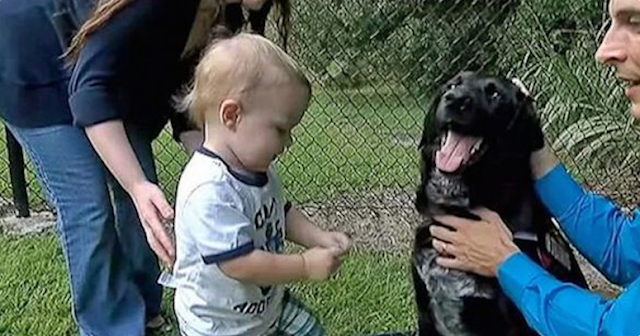 BABY DOESN’T KNOW HOW TO TELL HIS PARENTS ABOUT ABUSIVE SITTER, BUT HIS DOG DID