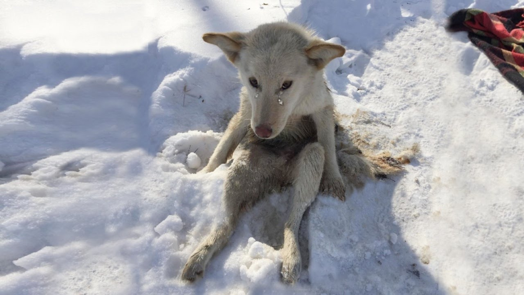 “Please Save Me”, He Collapsed On Cold Snow For Days, After Got A Bullet And Attacked With Parasites