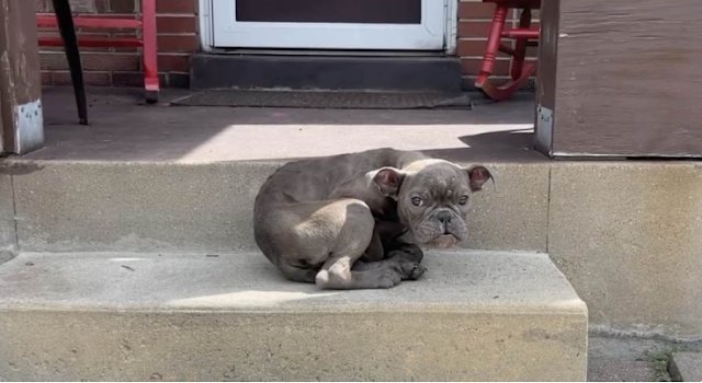 Frightened Puppy Seeks Comfort In Rescuer’s lap And drifts Off To Sleep.