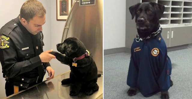 Abandoned Dog Captivates Police Officer with Sincere Gestures, Leading to Heartwarming Adoption