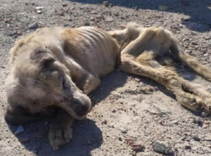 A Starved Mastiff, Weighing a Mere 18 Kilos, Fighting for Survival with Unyielding Spirit