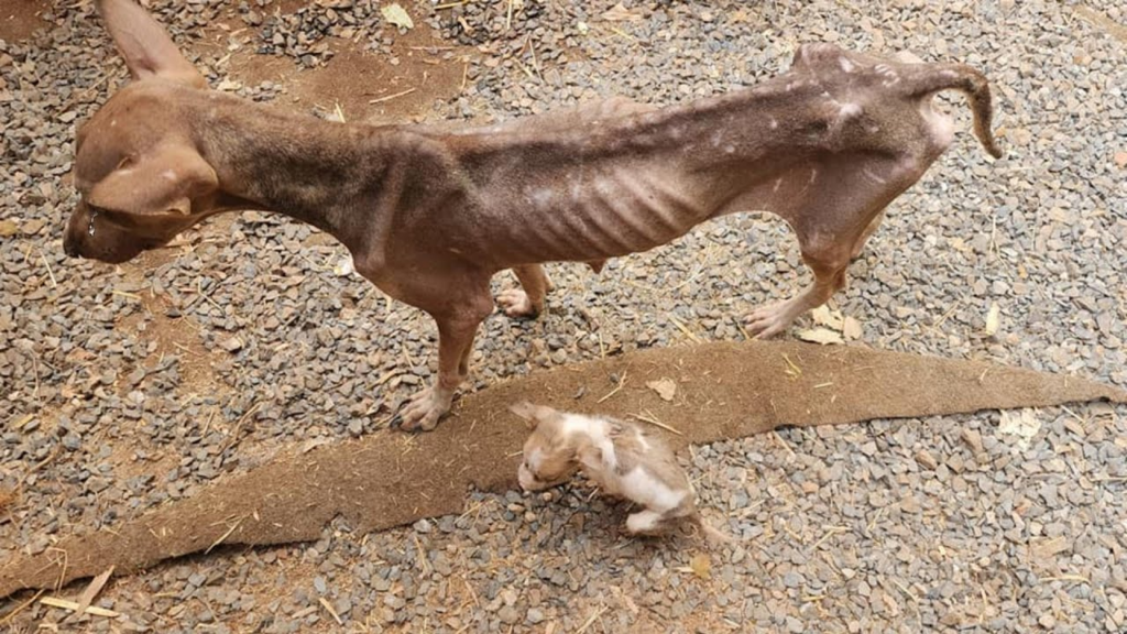 She wandered by the roadside, a mere skeleton, crying and pleading with passersby for help for her puppy